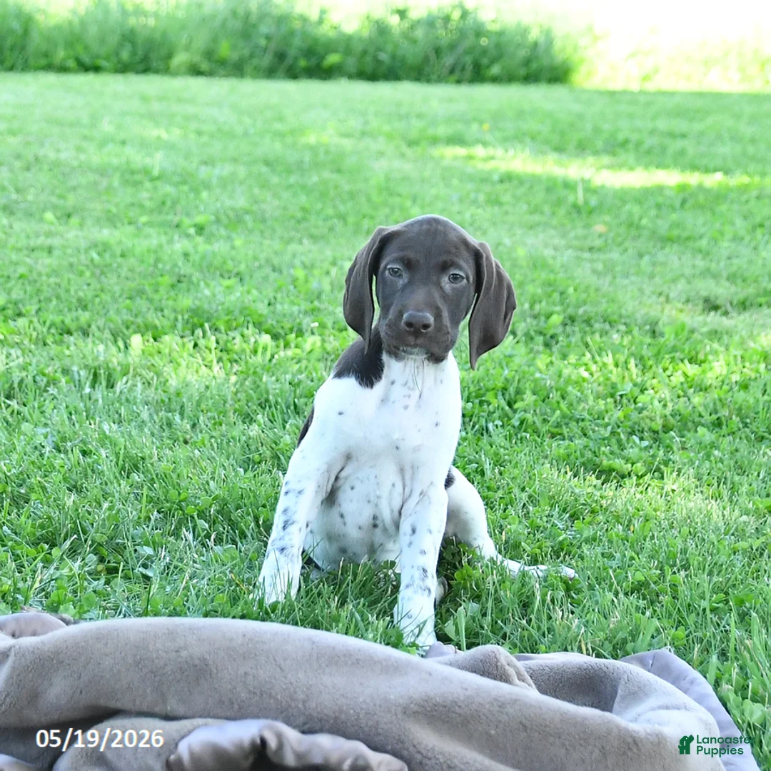 German Shorthaired Pointer dogs for sale: Ginger - Ad 2