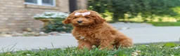 Cavapoo dogs for sale: Felecia - Ad 3