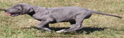 Great Dane dogs for sale: Sophie - Ad 12