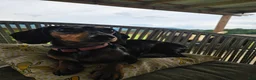 Miniature Dachshund dogs for sale: Miniature Dachshund 4 - Ad 4