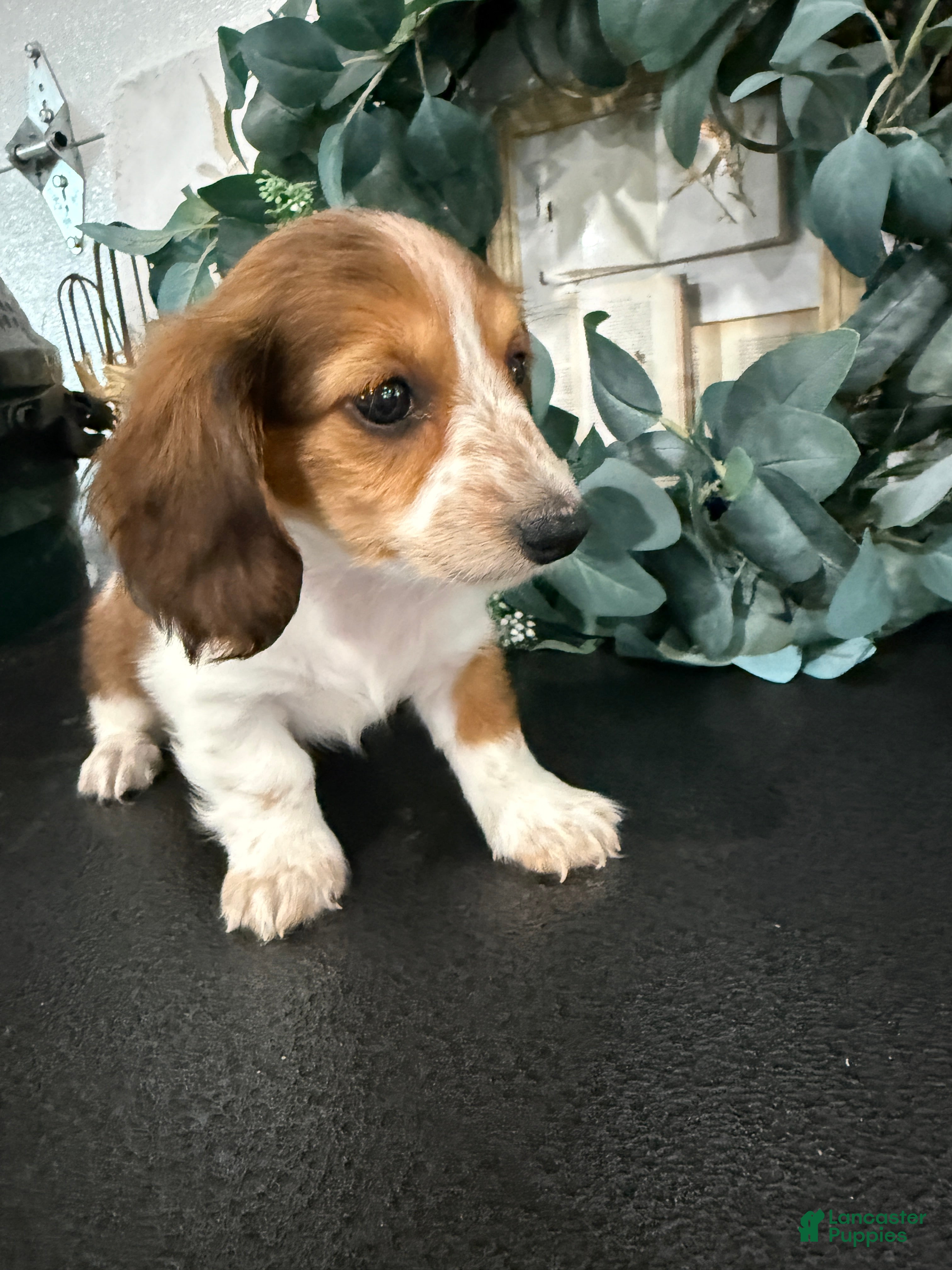 Miniature Dachshund dogs Dixie - Ad 1
