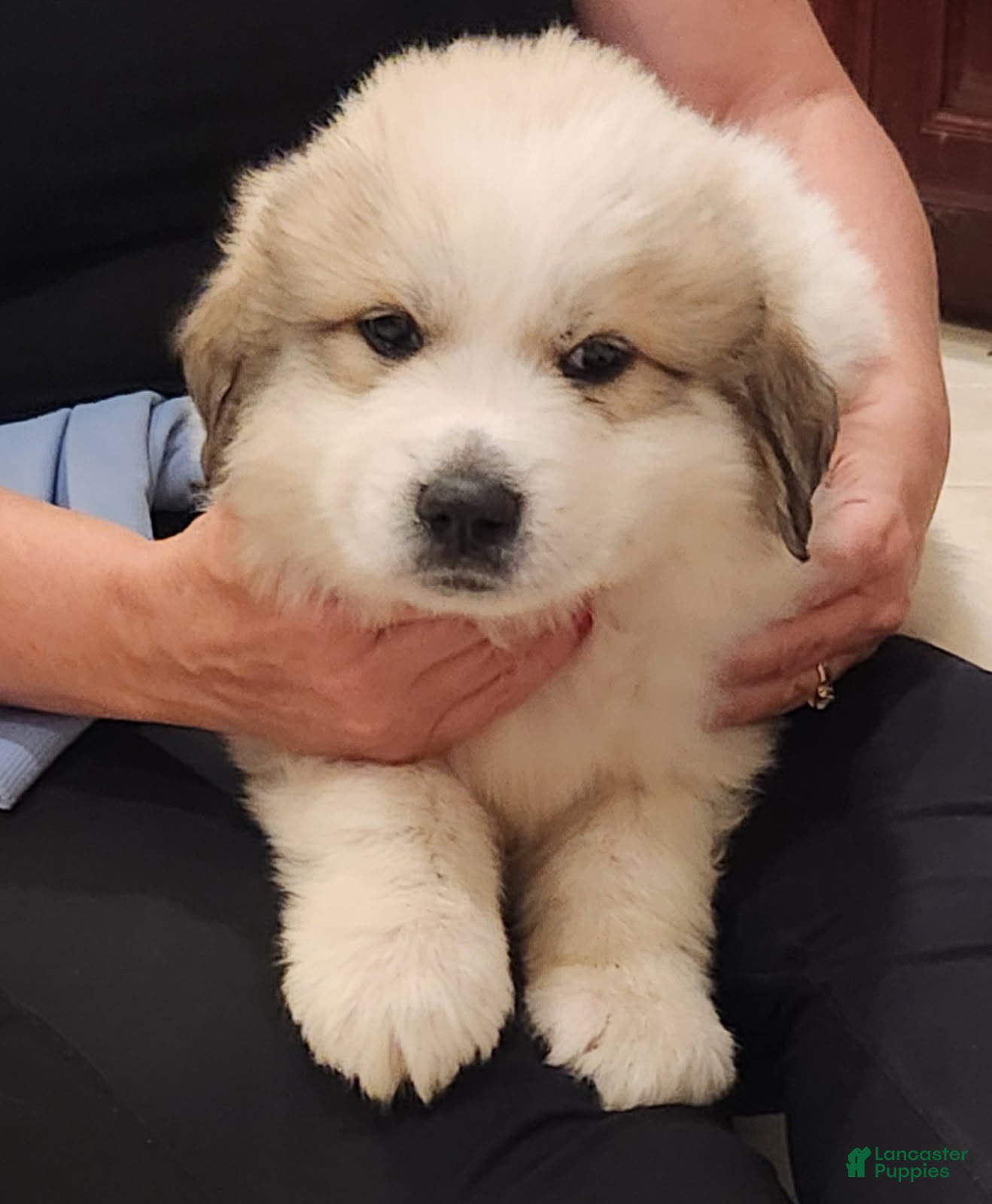 Great Pyrenees dogs Boy Puppy 2 - Ad 1