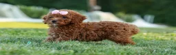 Miniature Poodle dogs for sale:  Dixie 🎀🐶 - Ad 11