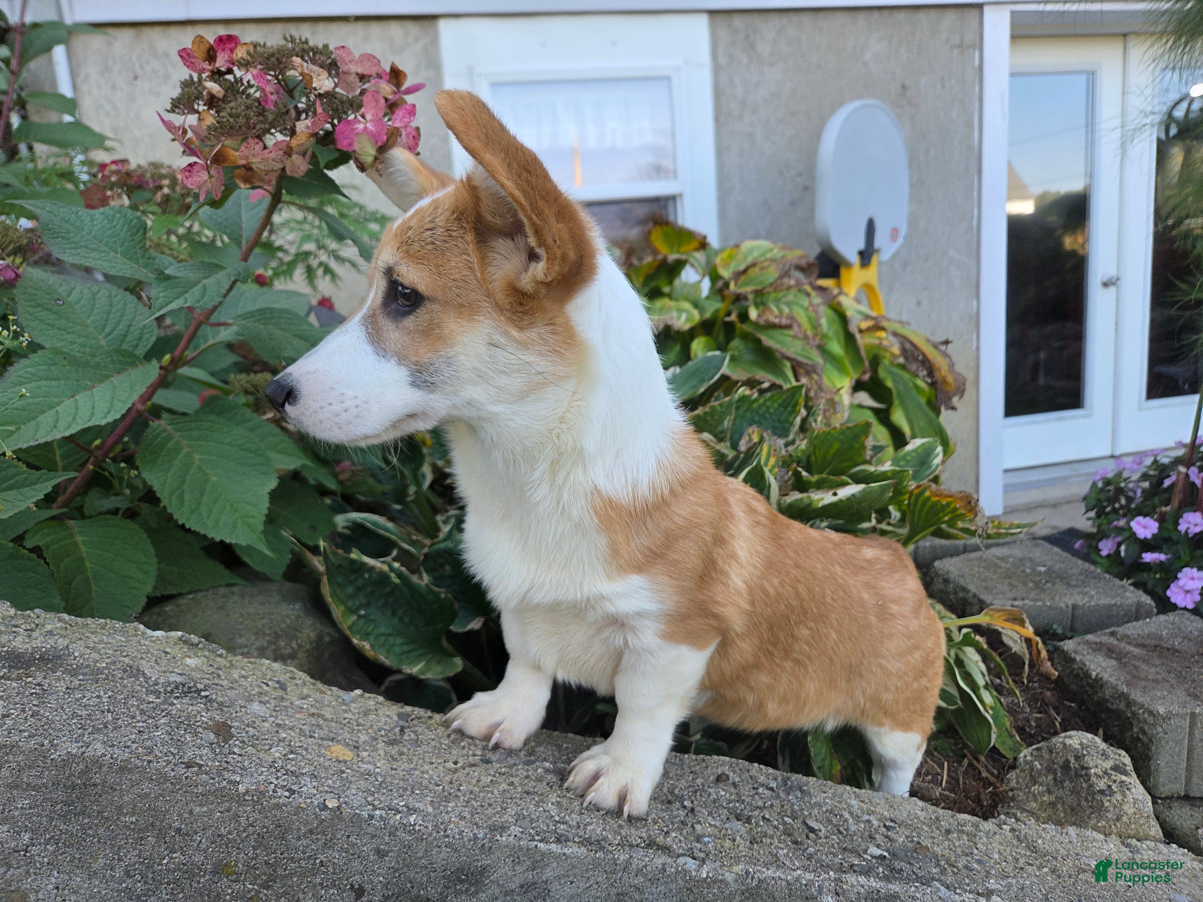 Welsh Corgi Pembroke dogs for sale: Mila Welsh Corgi Pembroke  - Ad 2