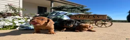 Dachshund dogs for sale: Bella❤️ACA Registered🐾 - Ad 5