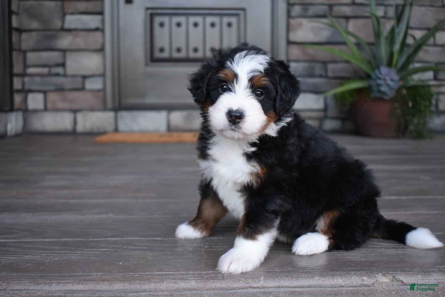 Mini Bernedoodle dogs Chester - Ad 2