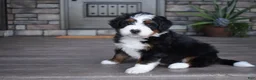 Mini Bernedoodle dogs for sale: Chester - Ad 2