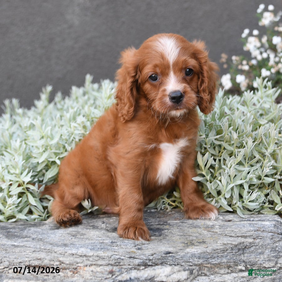 Cavapoo dogs Dustin - Ad 2