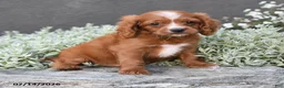 Cavapoo dogs for sale: Dustin - Ad 2
