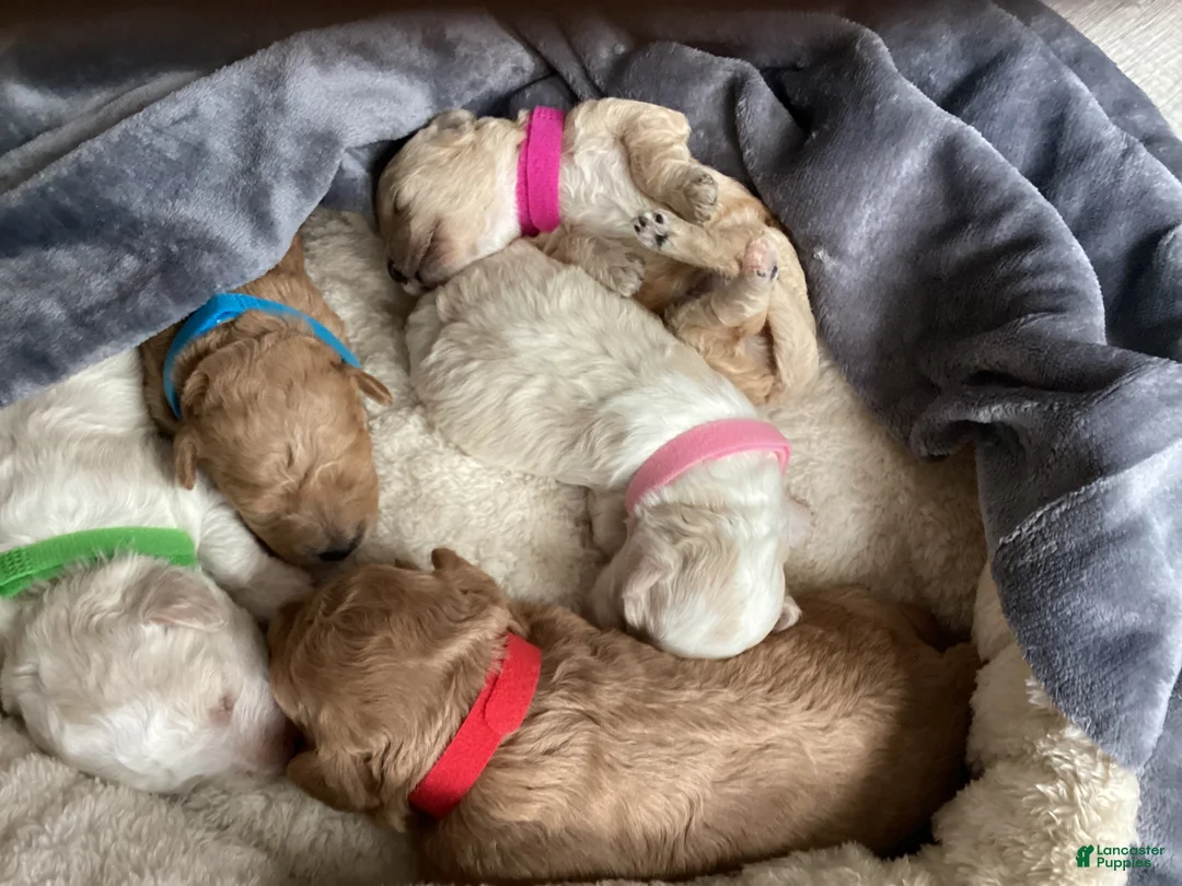 Mixed Breed dogs for sale: Raven - Ad 2