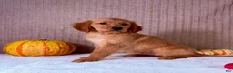 Golden Retriever dogs for sale: Draco - Ad 11