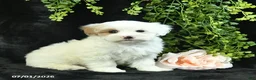 Maltipoo dogs for sale: Houston  - Ad 2