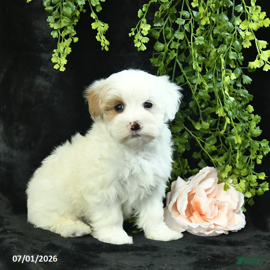 Maltipoo dogs for sale: Houston  - Ad 2