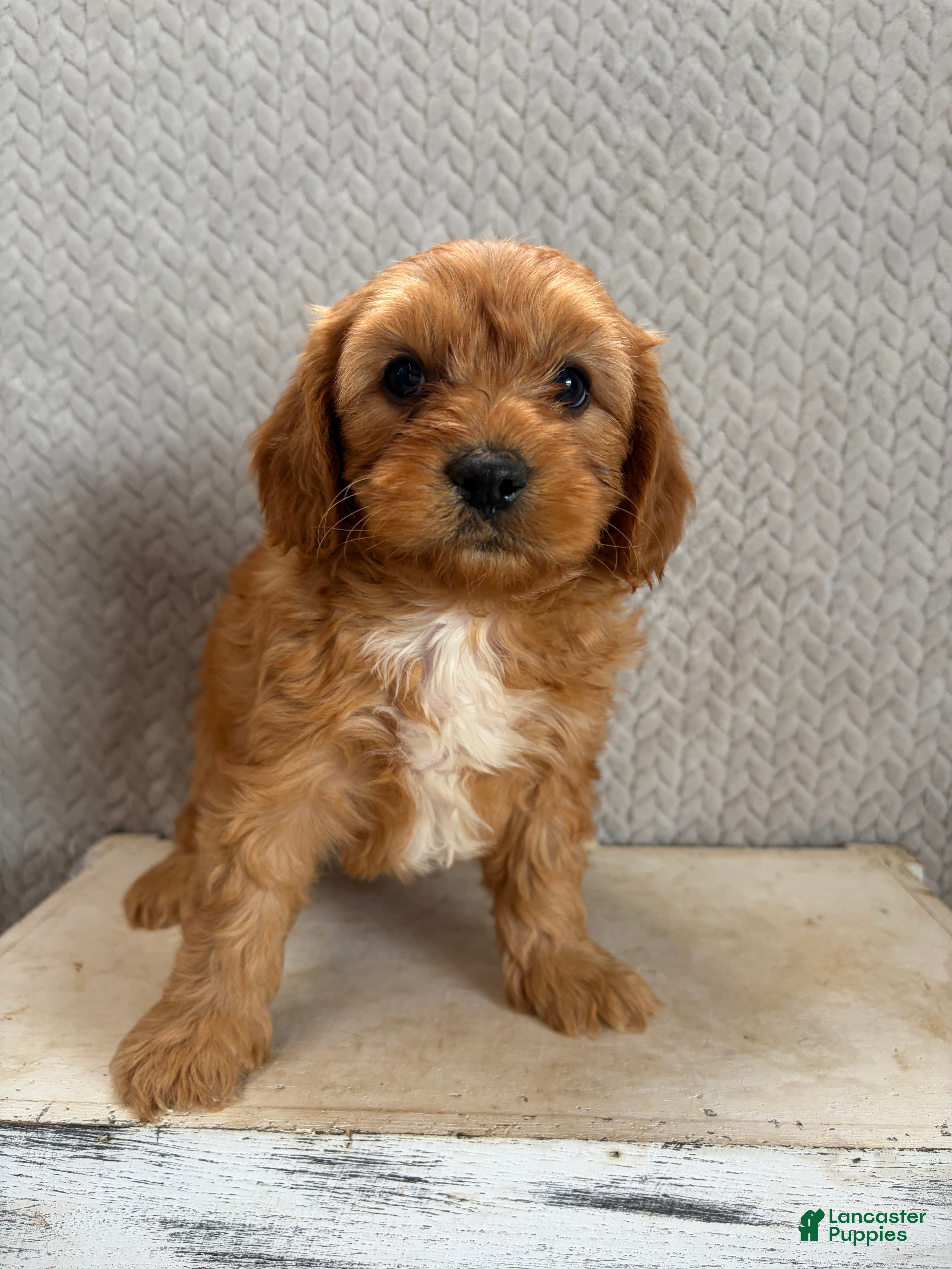 Cavapoo dogs Milo - Ad 2