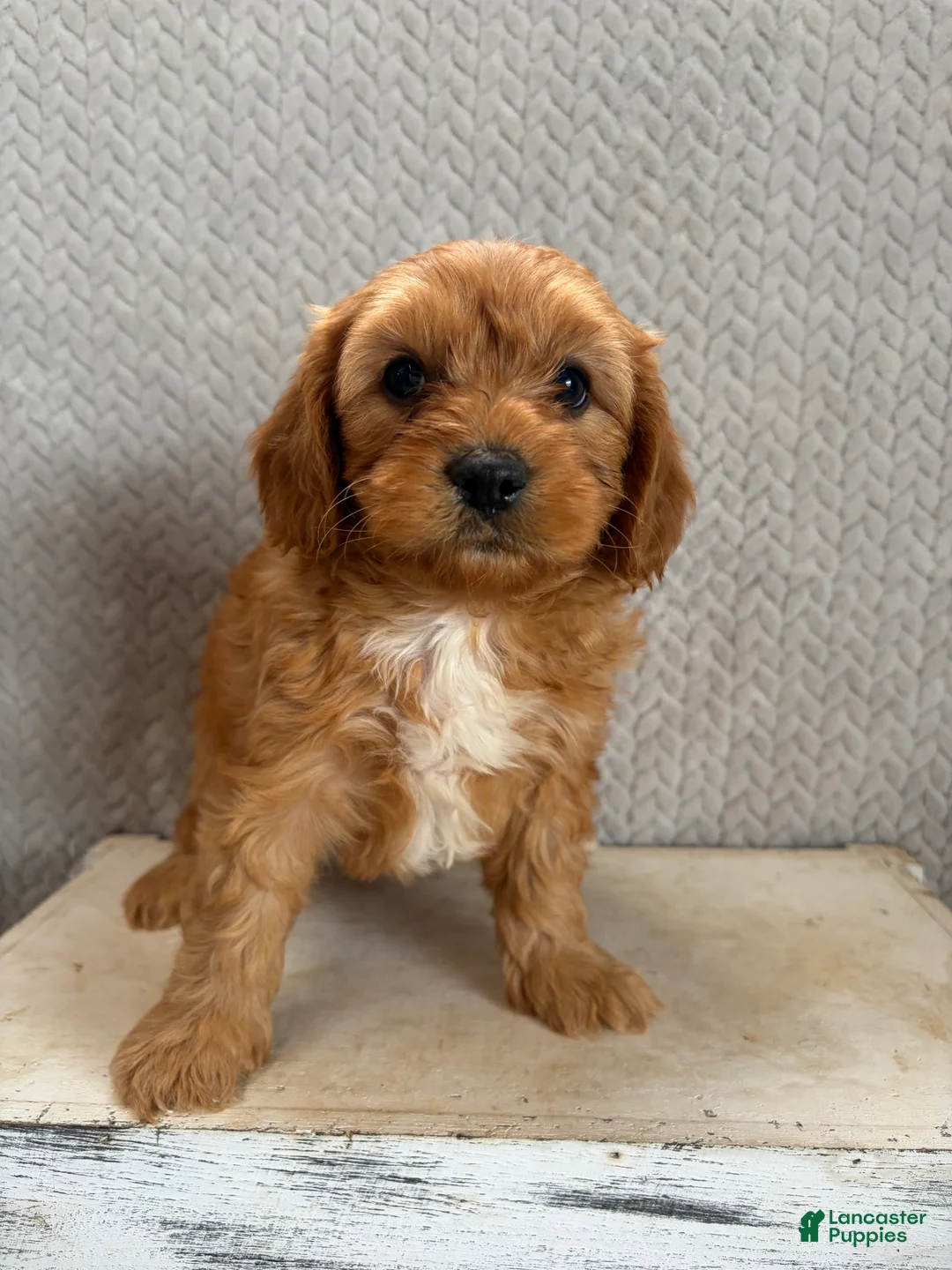 Cavapoo dogs for sale: Milo - Ad 2