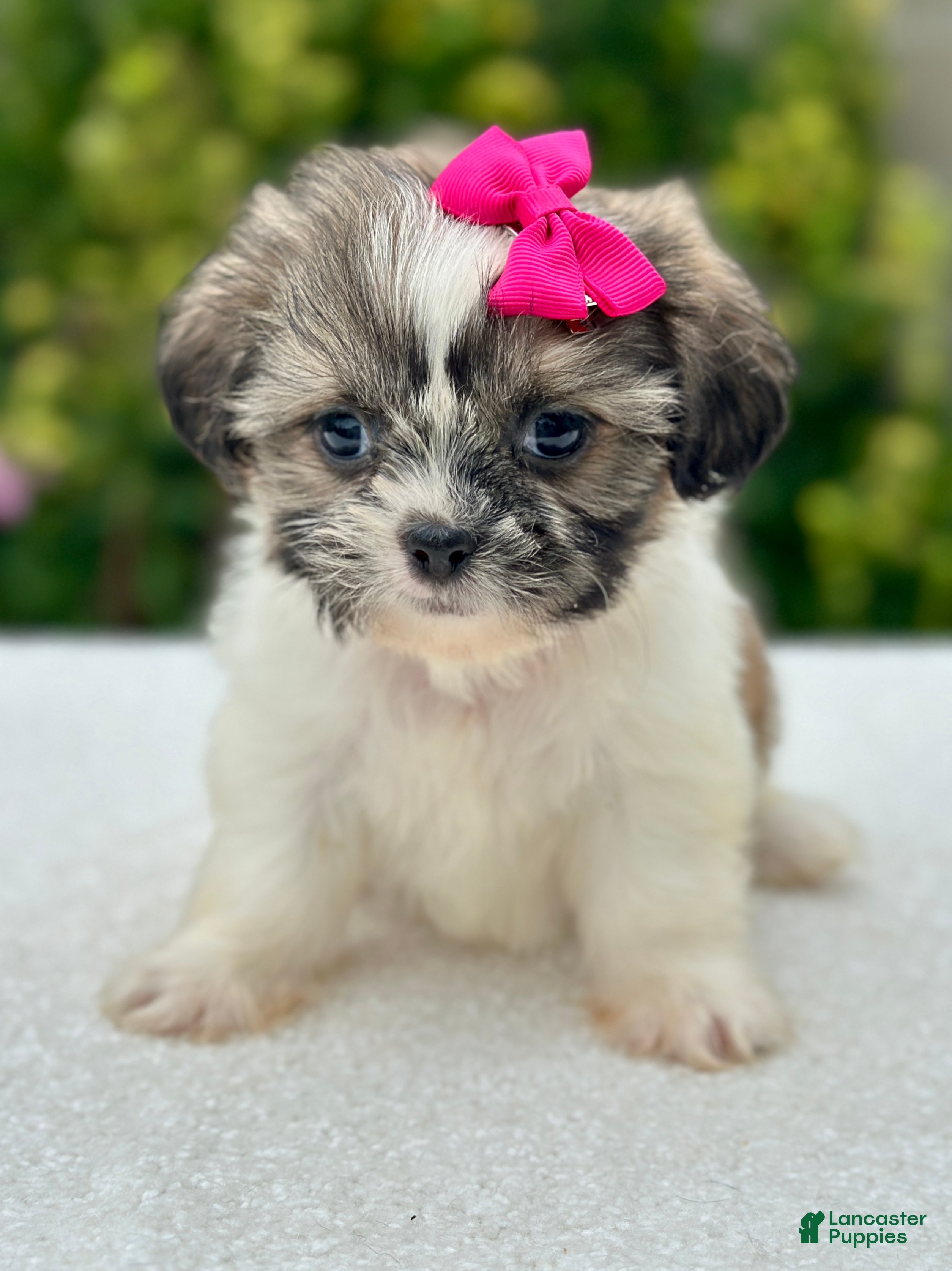 Shih Tzu dogs Girl Rosy 0823 - Ad 1