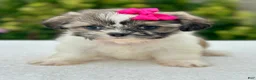 Shih Tzu dogs for sale: Girl Rosy 0823 - Ad 1