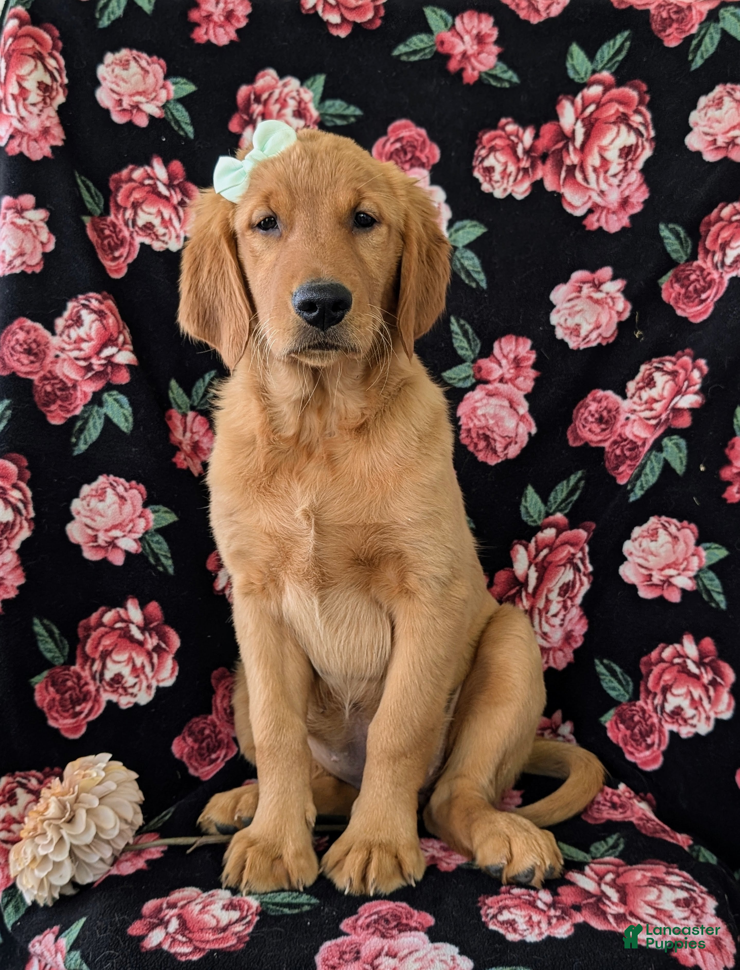 Golden Retriever dogs Abbie AKC Reg - Ad 2