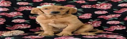 Golden Retriever dogs for sale: Abbie AKC Reg - Ad 2