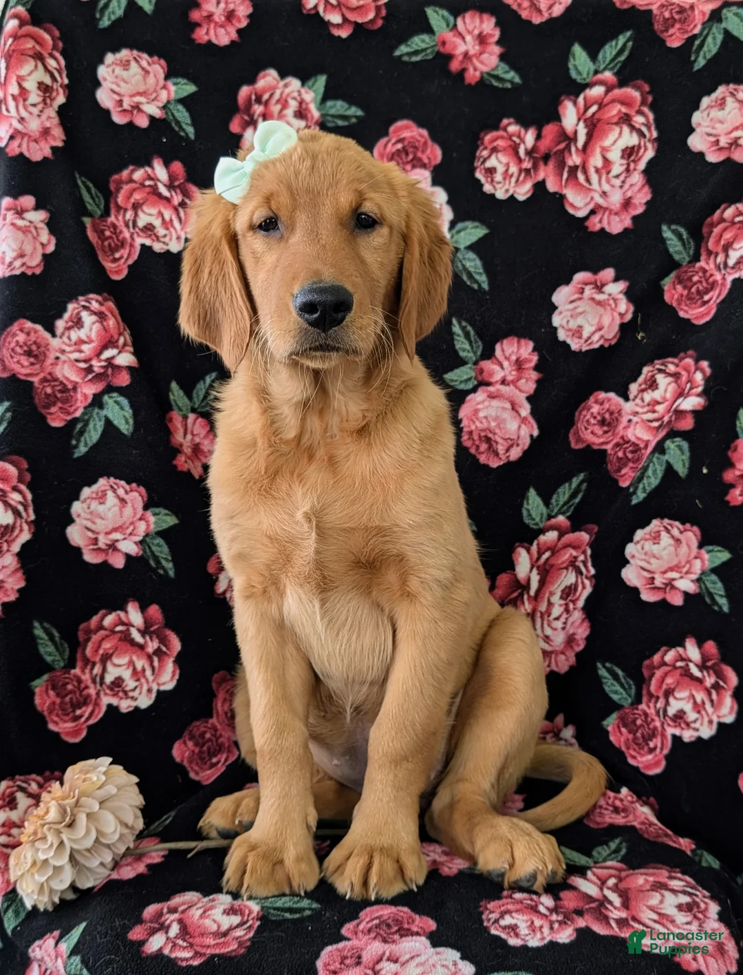 Golden Retriever dogs for sale: Abbie AKC Reg - Ad 2