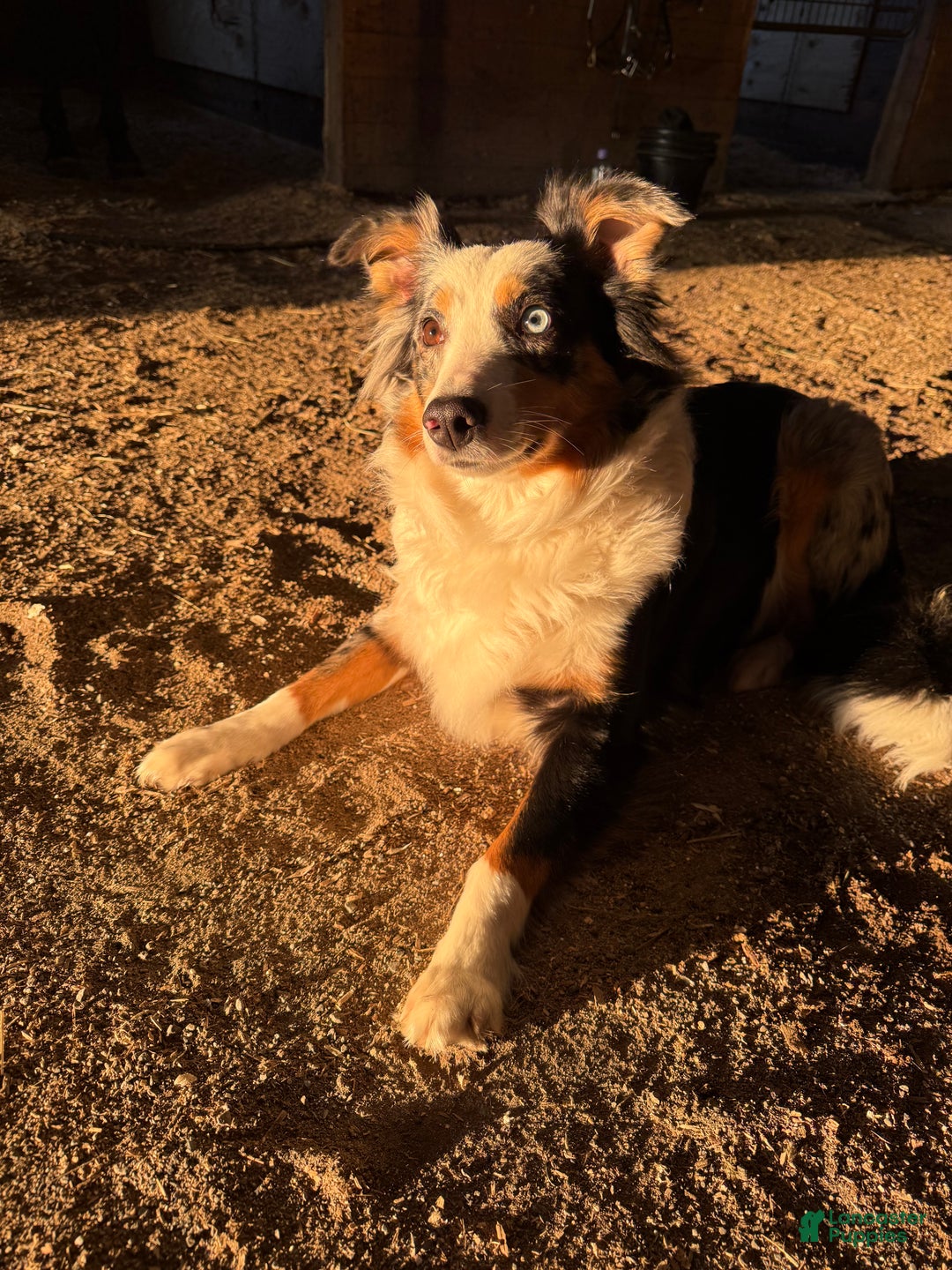 Mixed Breed dogs for sale: Milo - Ad 2