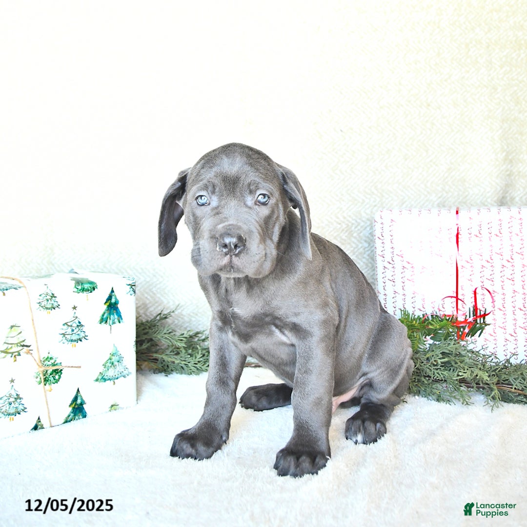 Cane Corso dogs for sale: Roscoe - Ad 5