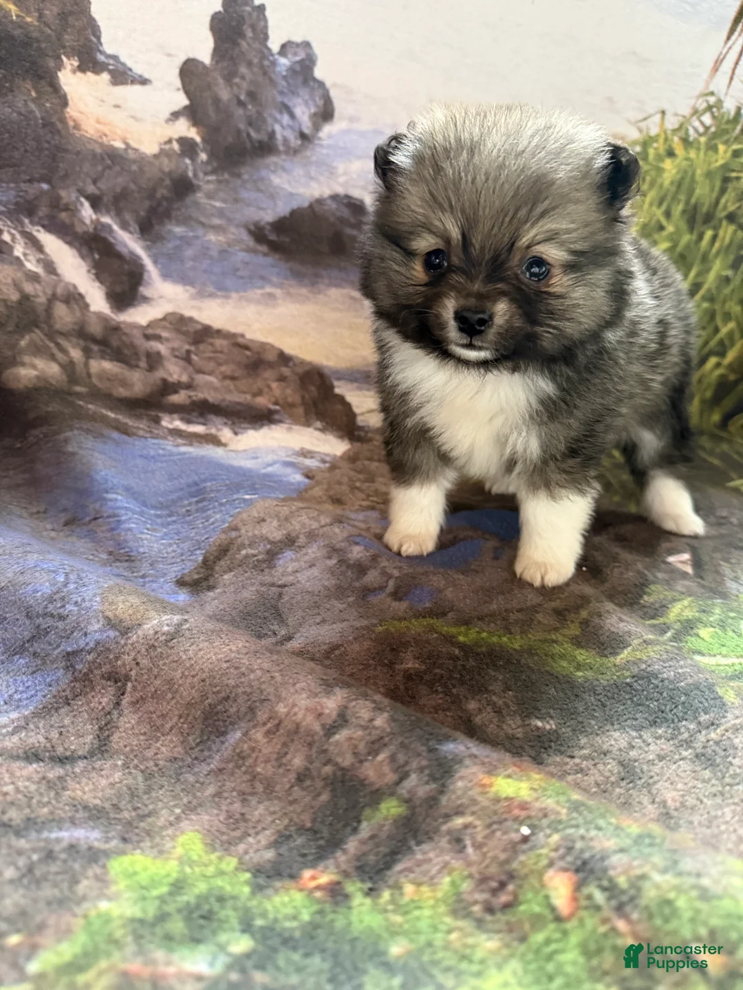 Pomeranian dogs for sale: Lynn - Ad 6