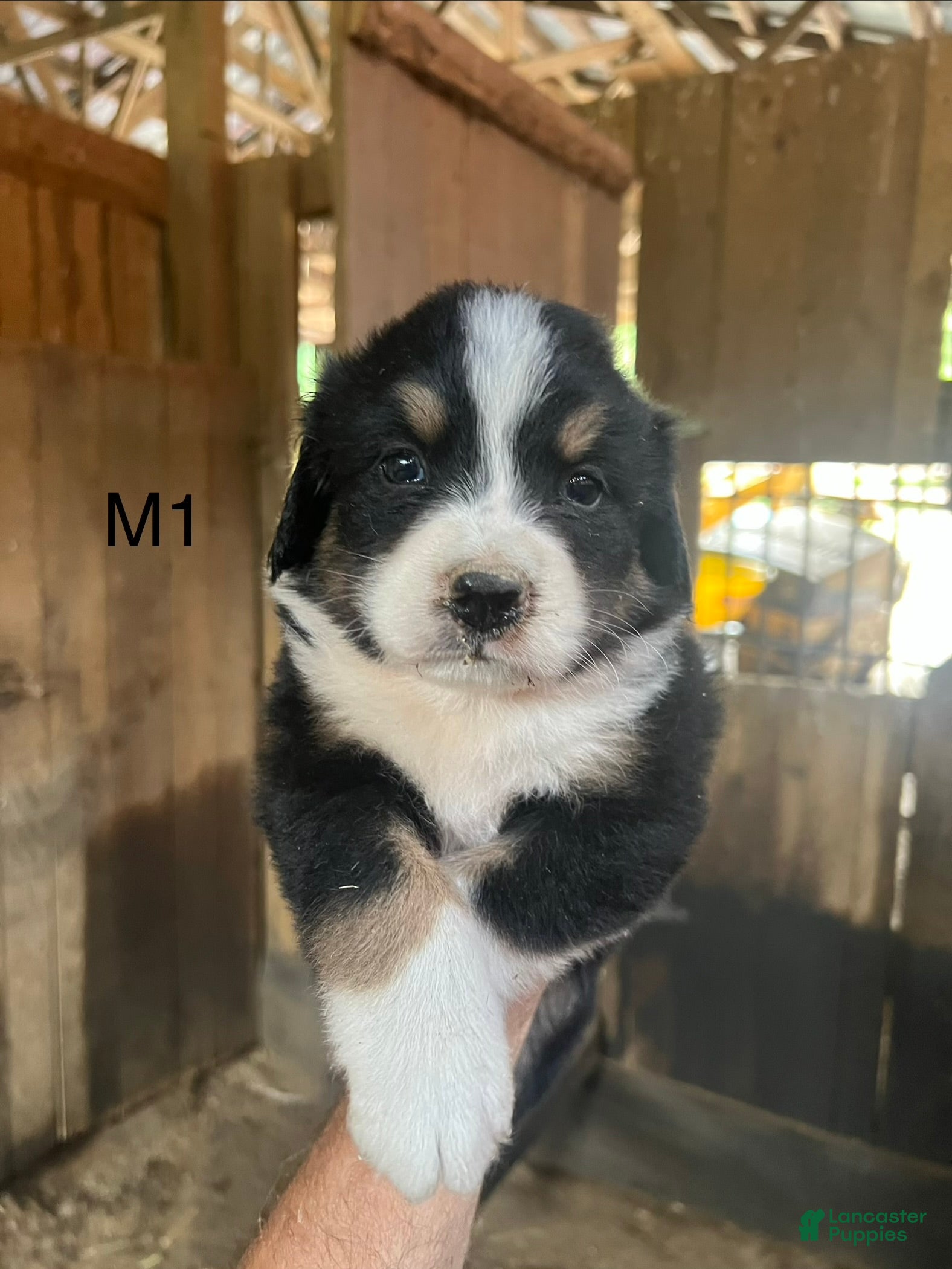 Bernese Mountain Dog dogs Bernese Mountain Dog m1 - Ad 1