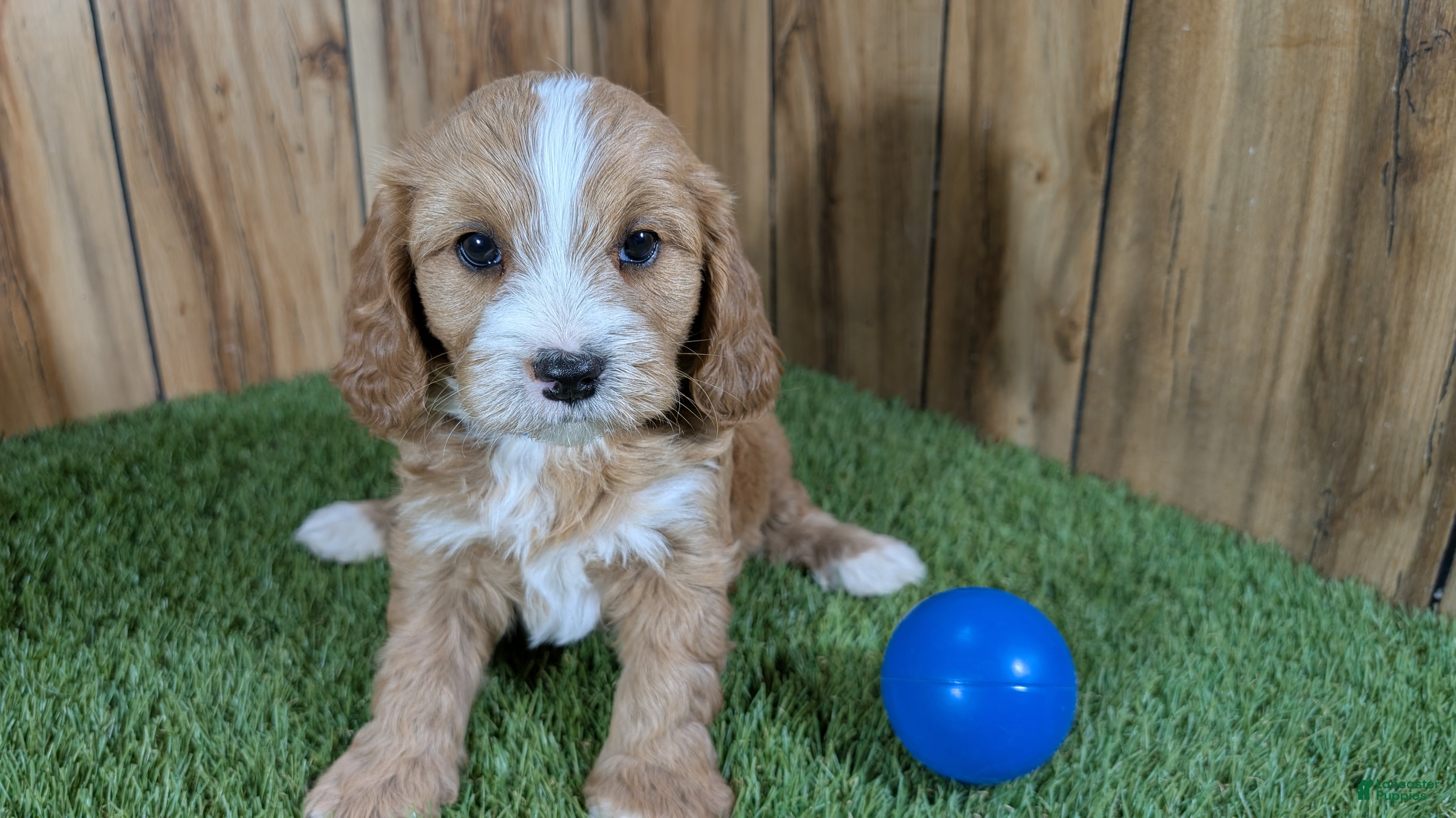 Cavapoo dogs Brin Boy 1 - Ad 23