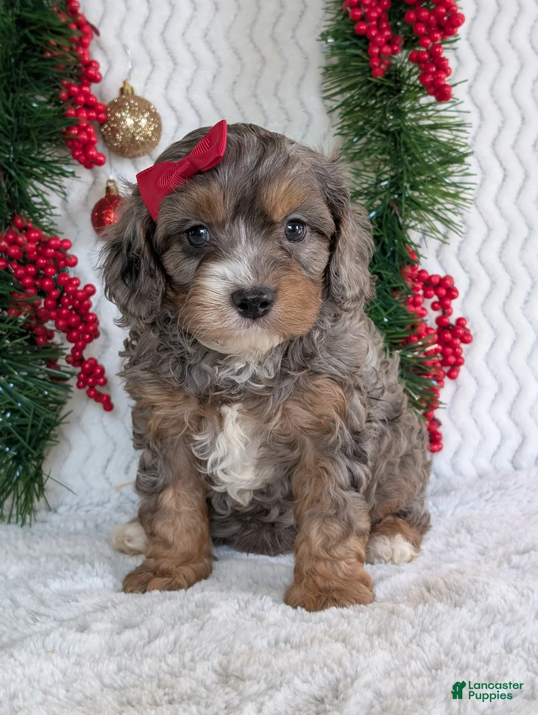 Cavapoo dogs for sale: Asher - Ad 5