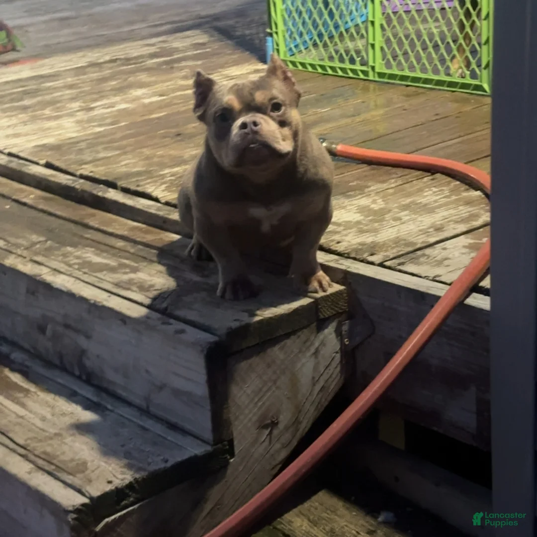 American Bully dogs for sale: Pinky - Ad 2
