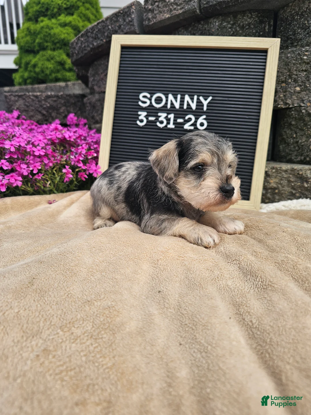 Miniature Schnauzer dogs for sale: Sunny - Ad 1