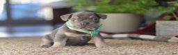 Frenchton dogs for sale: Leo - Ad 2