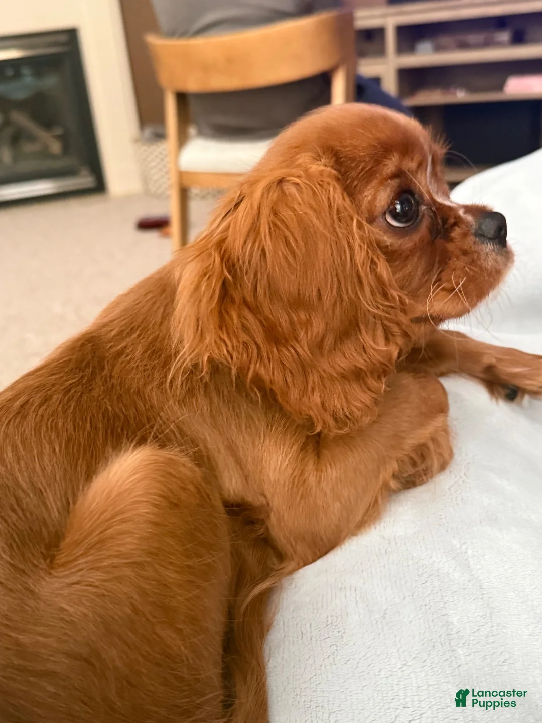 Cavalier King Charles Spaniel dogs for sale: Cavalier King Charles Spaniel 1 - Ad 4