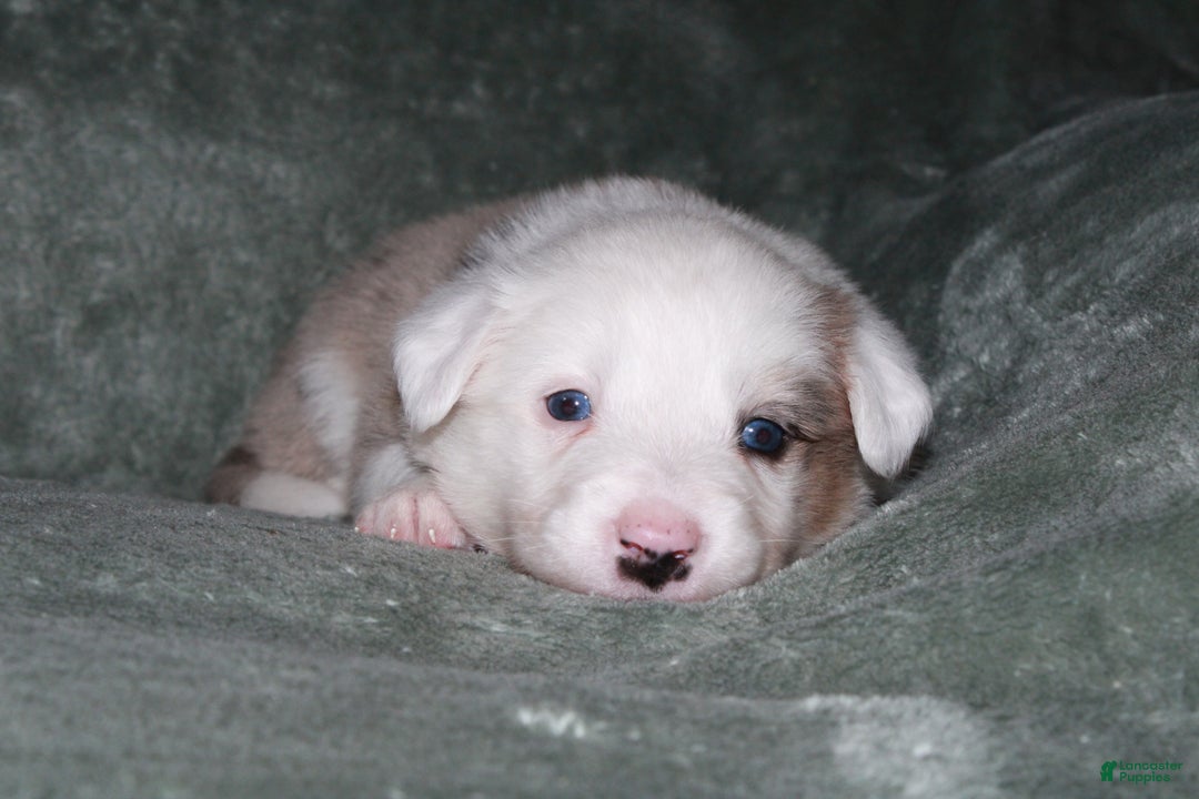 Mixed Breed dogs for sale: Poppy - Ad 1