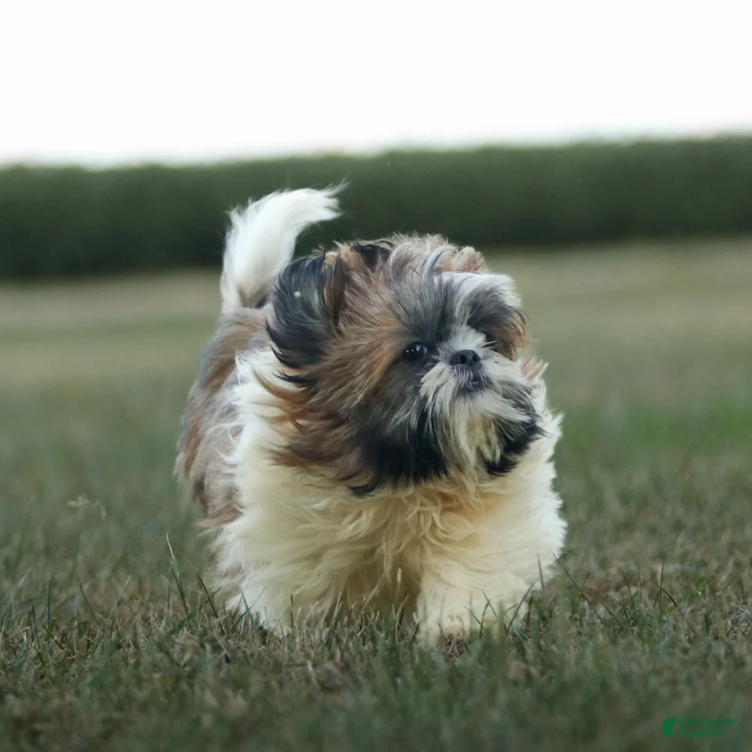 Shih Tzu dogs for sale: Charlie - Ad 3