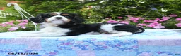 Cavalier King Charles Spaniel dogs for sale: Selene - Ad 3