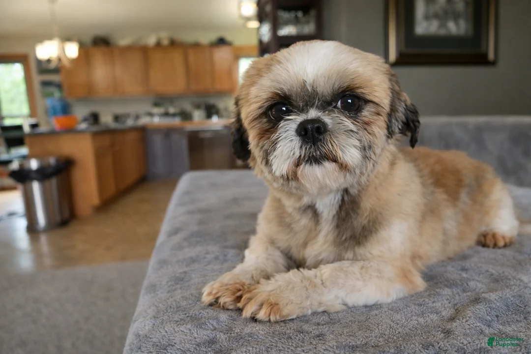 Shih Tzu dogs for sale: Buddy  - Ad 5