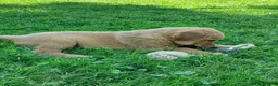 Golden Retriever dogs for sale: Copper - Ad 8
