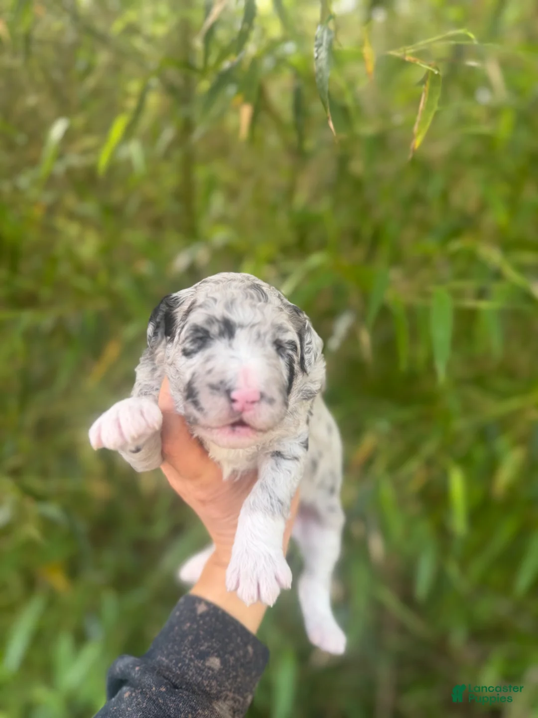 Aussiedoodle dogs for sale: Aussiedoodle Puppy 2 - Ad 1