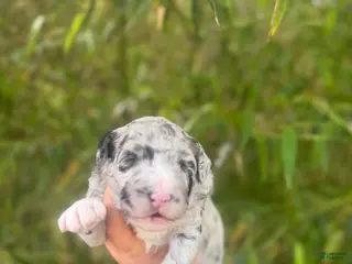 Aussiedoodle dogs Aussiedoodle Puppy 2 - Ad 17