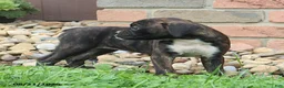 Boxer dogs for sale: Stella - Ad 5