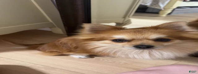 Rolo