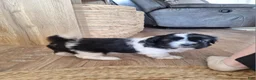 Shih Tzu dogs for sale: Daisy  - Ad 3