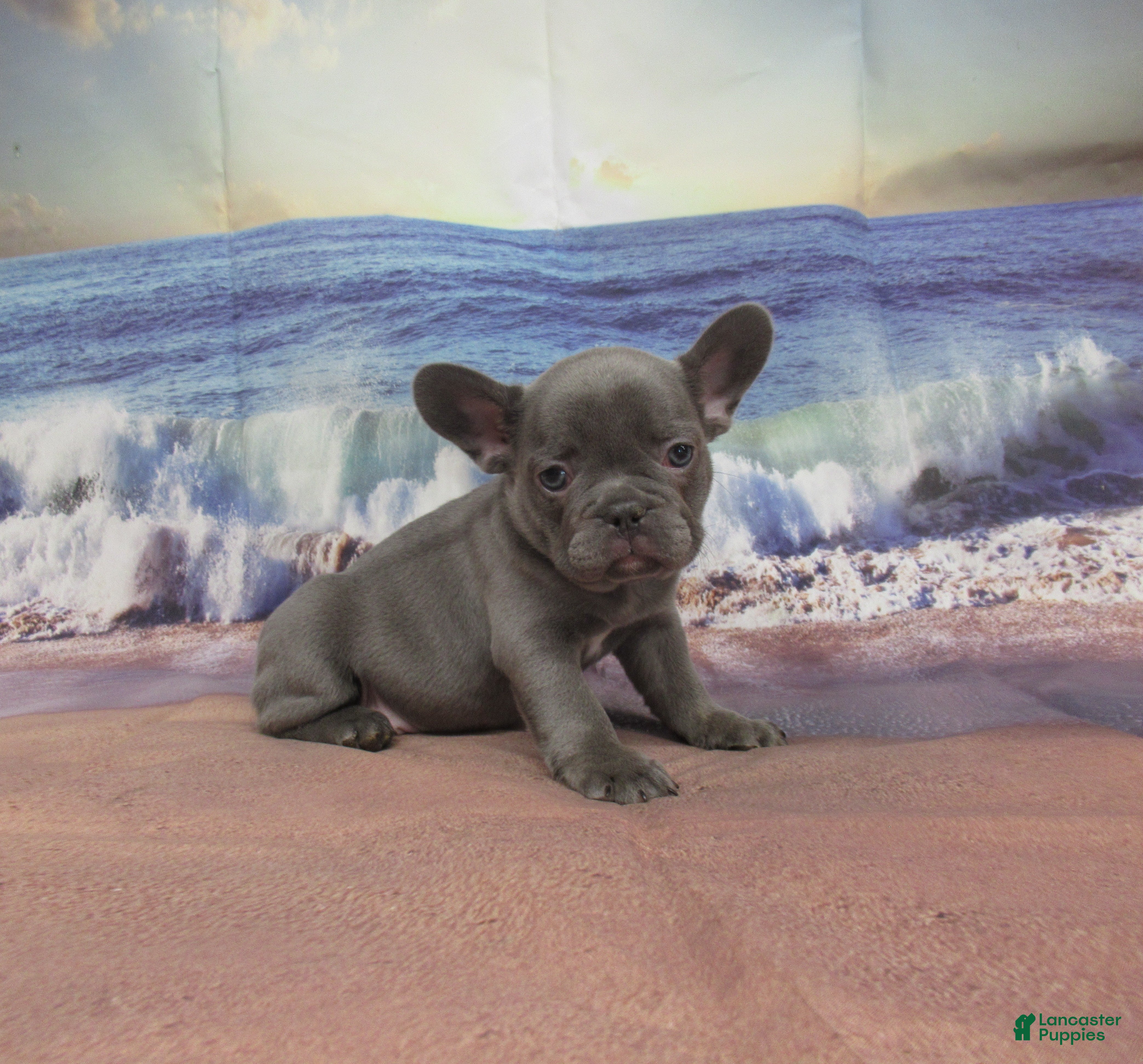 French Bulldog dogs AKC Ruthie - Ad 2