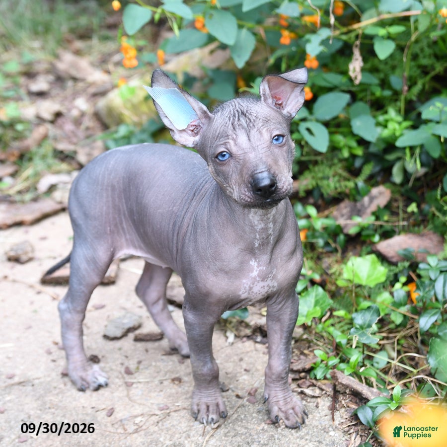 Mixed Breed dogs Citlalli - Ad 2