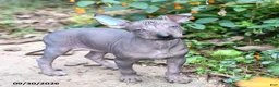 Mixed Breed dogs for sale: Citlalli - Ad 2