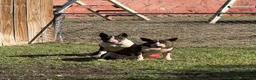 Bull Terrier dogs for sale: BOY 10 - Ad 6