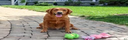 Golden Retriever dogs for sale: Breeze - Ad 1