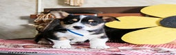 Welsh Corgi Pembroke dogs for sale: Domino - Ad 3